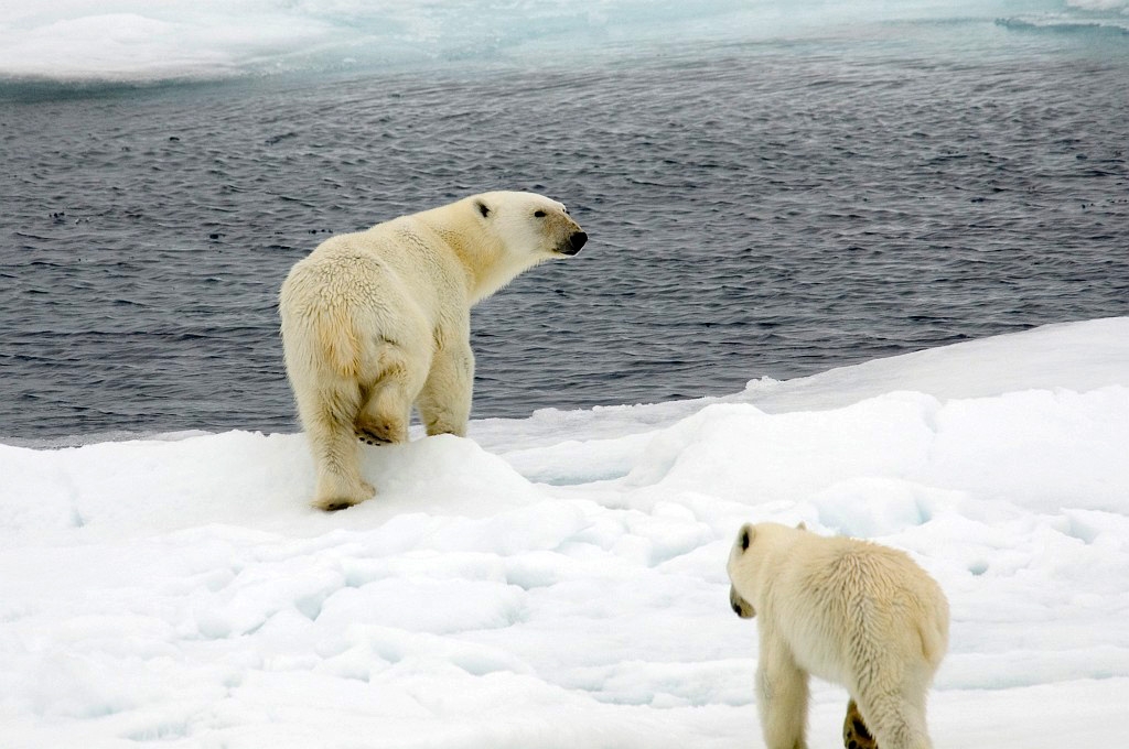 2607 Iskanten Isbjorn05.jpg - Polar Bear (Thalarctos maritimus) Isbjørn, Spitsbergen Norway July 2008